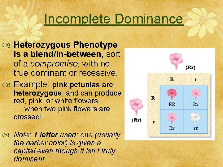 Incomplete Dominance Heterozygous Phenotype is a blend/in-between, sort of a compromise, with no true