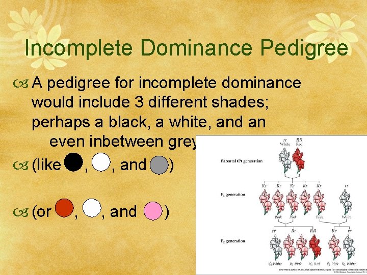 Incomplete Dominance Pedigree A pedigree for incomplete dominance would include 3 different shades; perhaps