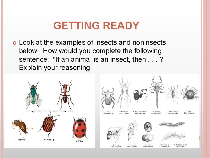 GETTING READY Look at the examples of insects and noninsects below. How would you