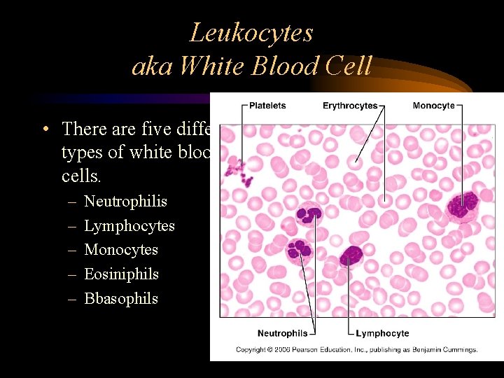 Leukocytes aka White Blood Cell • There are five different types of white blood