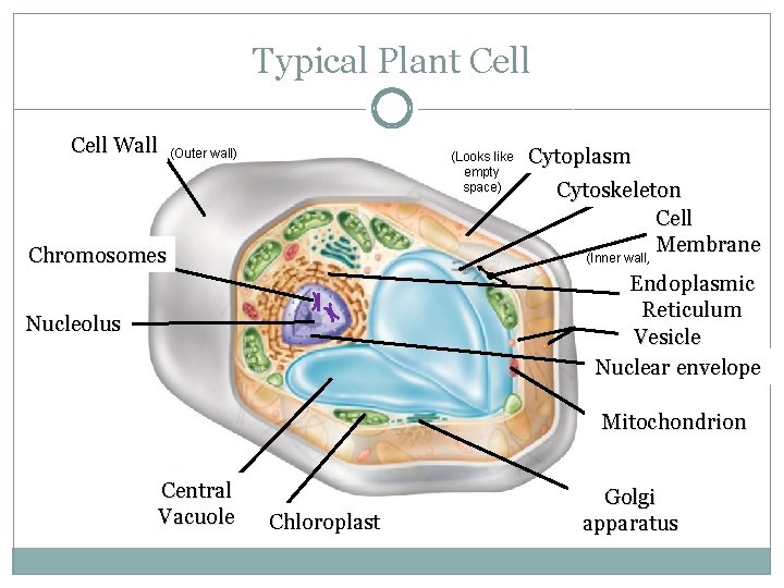 Typical Plant Cell Wall 13 (Outer wall) (Looks like empty space) Chromosomes 12 Cytoplasm Typical Plant Cell Wall 13 (Outer wall) (Looks like empty space) Chromosomes 12 Cytoplasm