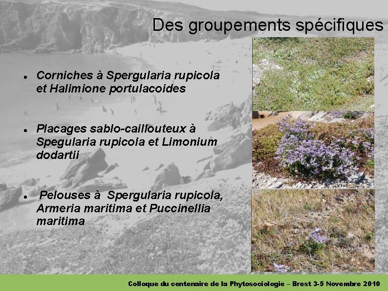 Des groupements spécifiques Corniches à Spergularia rupicola et Halimione portulacoides Placages sablo-caillouteux à Spegularia