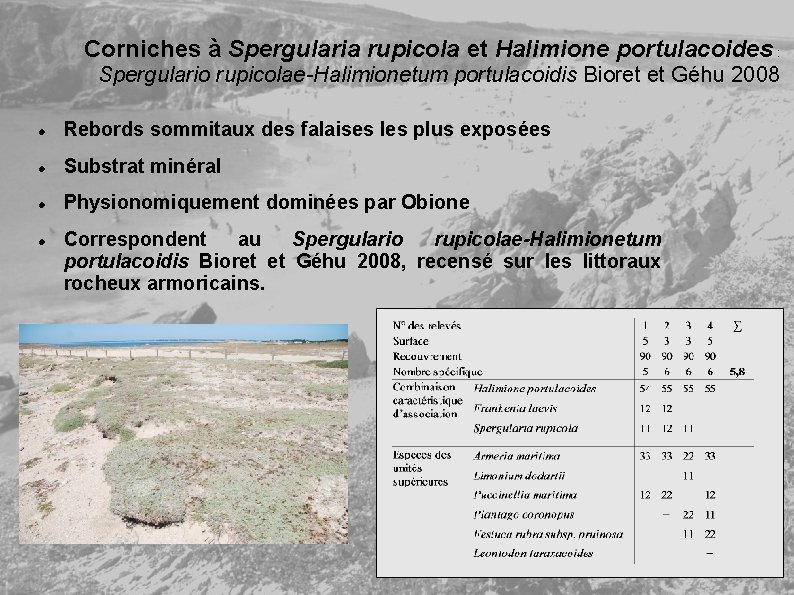 Corniches à Spergularia rupicola et Halimione portulacoides : Spergulario rupicolae-Halimionetum portulacoidis Bioret et Géhu