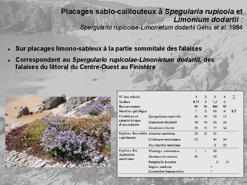 Placages sablo-caillouteux à Spegularia rupicola et Limonium dodartii : Spergulario rupicolae-Limonietum dodartii Géhu et