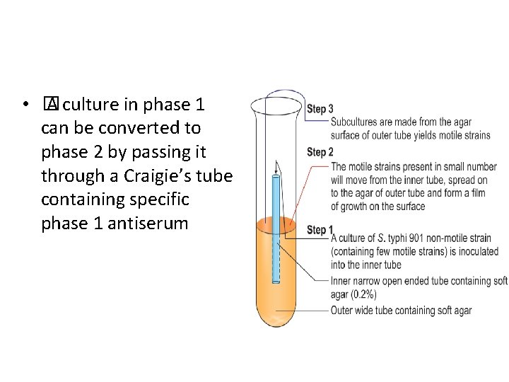 Phase Conversion • � A culture in phase 1 can be converted to phase