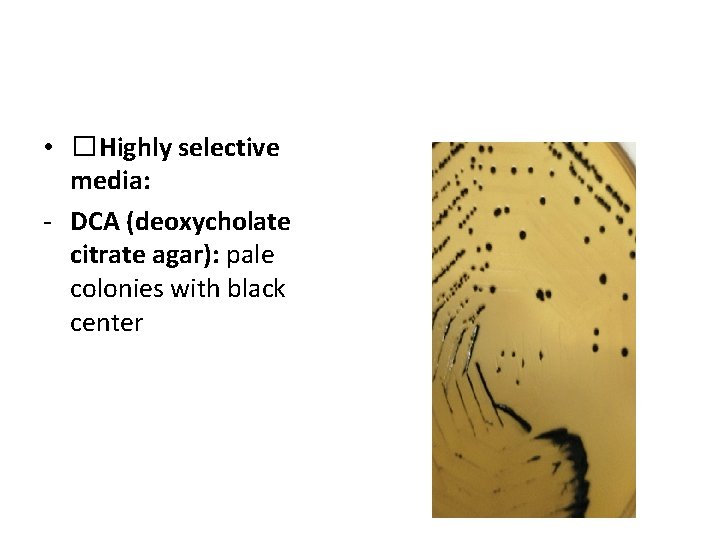 Isolation • �Highly selective media: - DCA (deoxycholate citrate agar): pale colonies with black