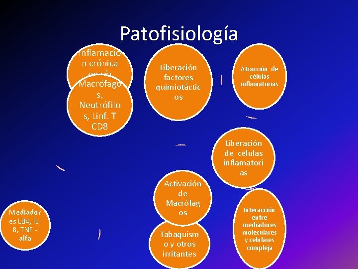 Patofisiología Inflamació n crónica en vía Macrófago aérea y s, alveolos Neutrófilo s, Linf.