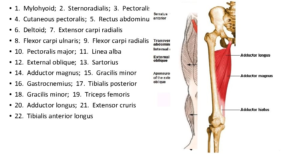  • • • 1. Mylohyoid; 2. Sternoradialis; 3. Pectoralis major 4. Cutaneous pectoralis;