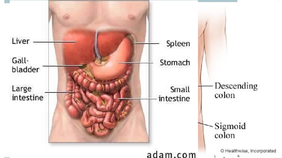 Digestive System – Alimentary canal – runs from mouth to anus. Pharynx – where