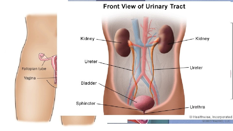 The Internal Organs – • Lungs – have a spongy texture and appearance. Transfers