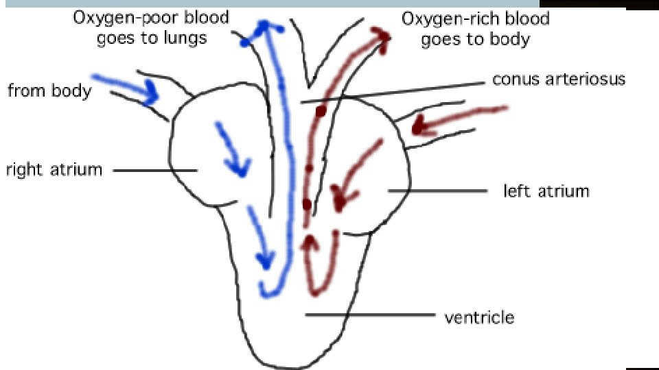  • Mesentery – double membrane that attaches the alimentary canal to the body
