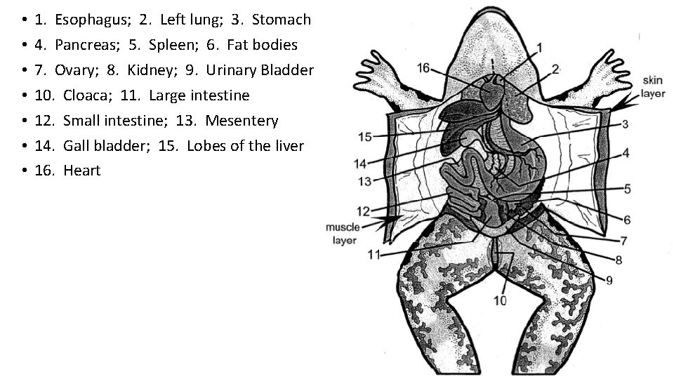  • • 1. Esophagus; 2. Left lung; 3. Stomach 4. Pancreas; 5. Spleen;