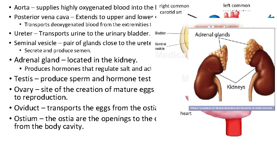  • Aorta – supplies highly oxygenated blood into the lower extremities of the