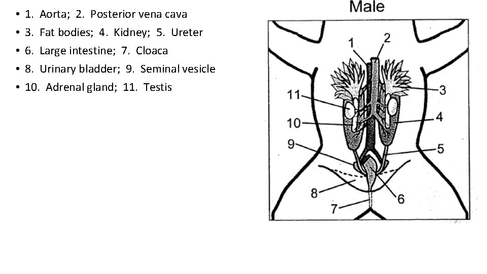  • • • 1. Aorta; 2. Posterior vena cava 3. Fat bodies; 4.
