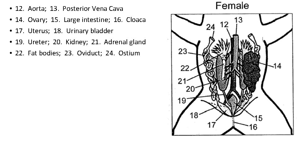  • • • 12. 14. 17. 19. 22. Aorta; 13. Posterior Vena Cava