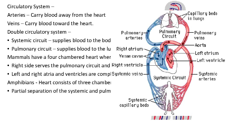 Circulatory System – Arteries – Carry blood away from the heart Veins – Carry