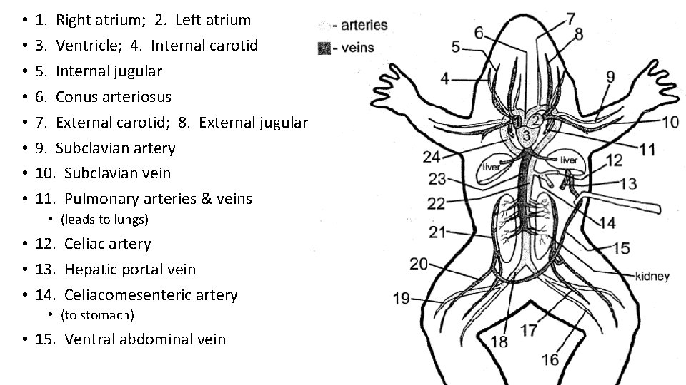  • • 1. Right atrium; 2. Left atrium 3. Ventricle; 4. Internal carotid