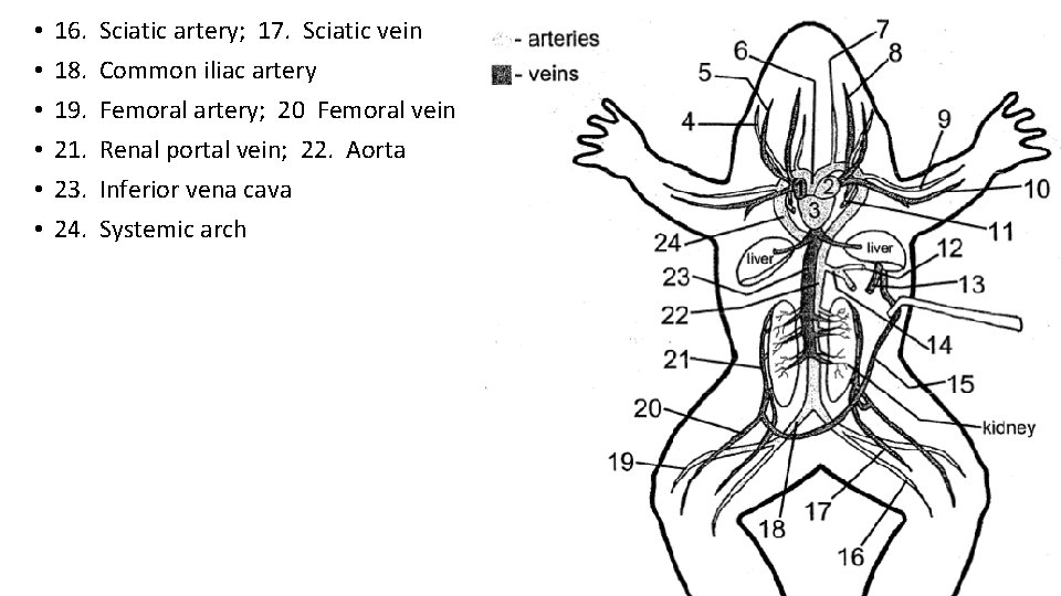  • • • 16. 18. 19. 21. 23. 24. Sciatic artery; 17. Sciatic