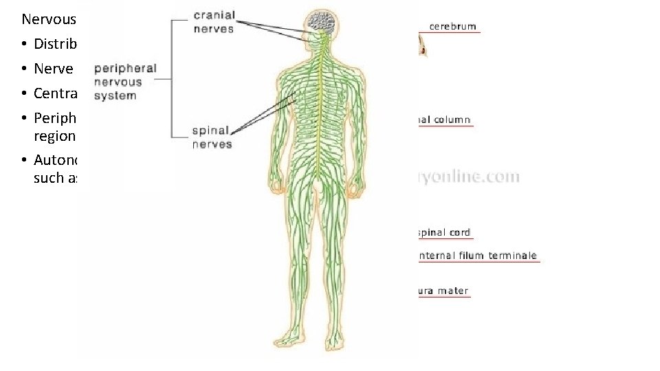 Nervous system – • Distributes sensory and motor impulses • Nerve impulse – electrical