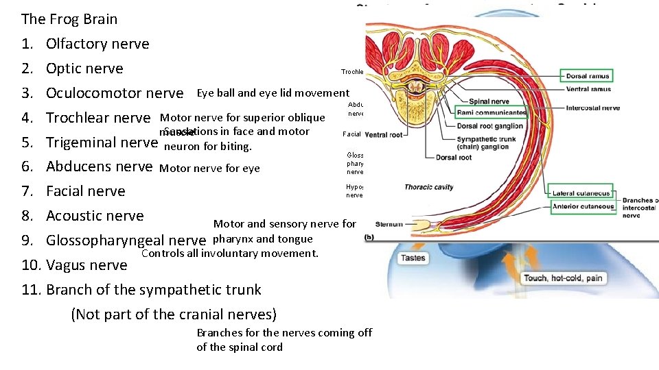 The Frog Brain 1. Olfactory nerve 2. Optic nerve 3. Oculocomotor nerve Eye ball