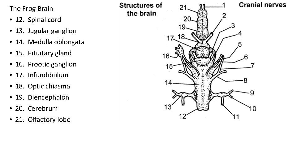 The Frog Brain • 12. Spinal cord • 13. Jugular ganglion • 14. Medulla