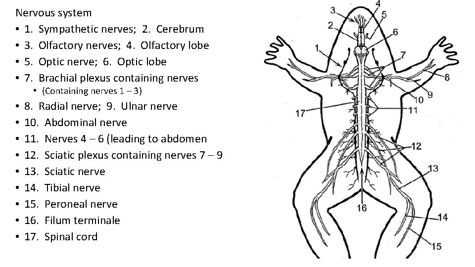 Nervous system • 1. Sympathetic nerves; 2. Cerebrum • 3. Olfactory nerves; 4. Olfactory