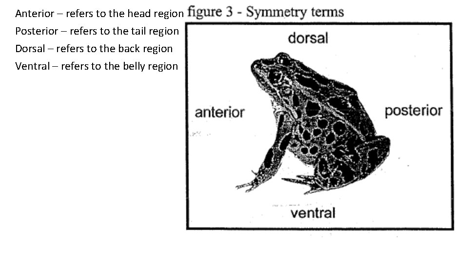 Anterior – refers to the head region Posterior – refers to the tail region