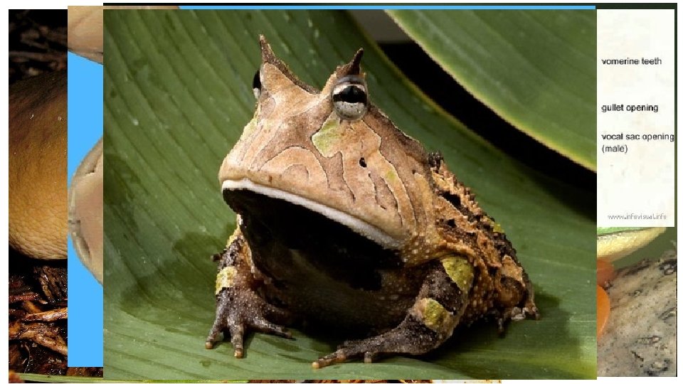 External Structures – Pattern and color on the frogs dorsal side is designed for