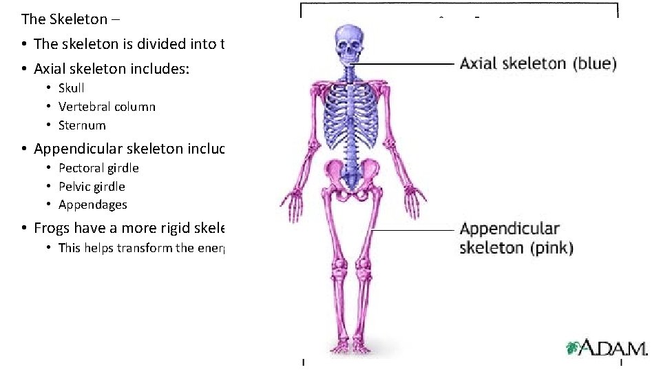 The Skeleton – • The skeleton is divided into two parts: The Axial and