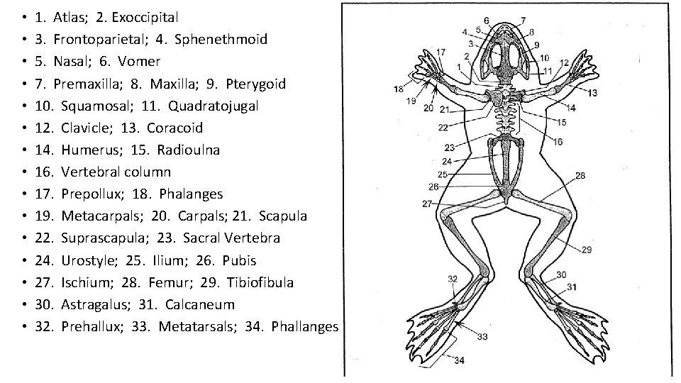  • • • • 1. Atlas; 2. Exoccipital 3. Frontoparietal; 4. Sphenethmoid 5.