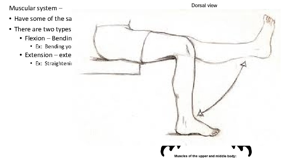 Muscular system – • Have some of the same muscles as humans since they
