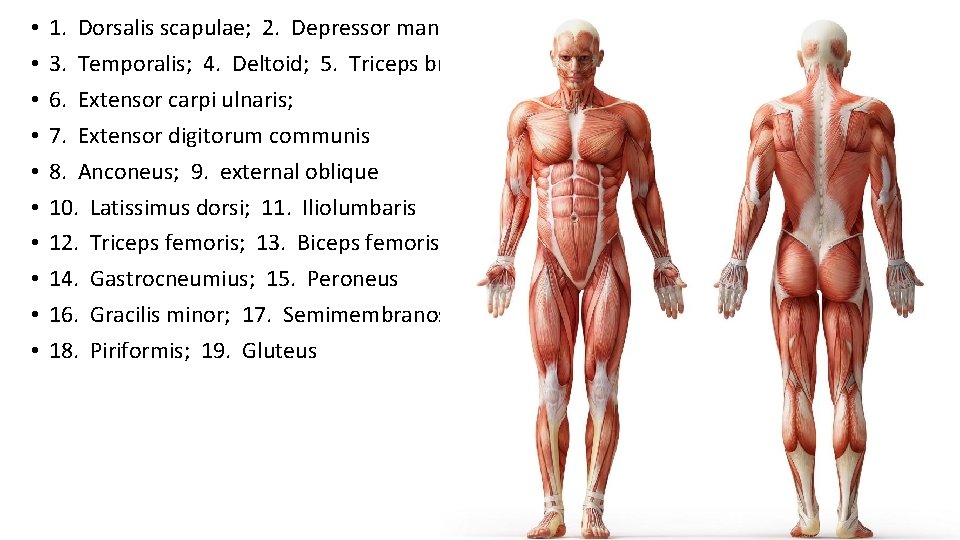  • • • 1. Dorsalis scapulae; 2. Depressor mandibularis 3. Temporalis; 4. Deltoid;