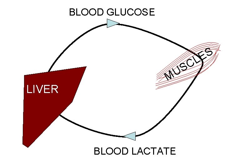 BLOOD GLUCOSE S E CL S U LIVER M BLOOD LACTATE 
