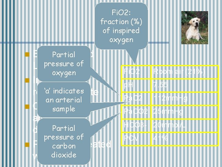 Fi. O 2: fraction (%) of inspired oxygen Eight-year-old Partial pressure of Labrador oxygen