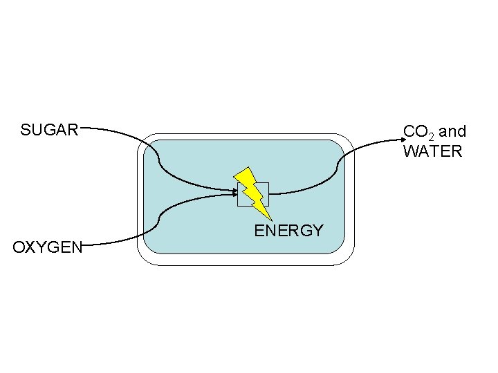 SUGAR OXYGEN CO 2 and WATER ENERGY 
