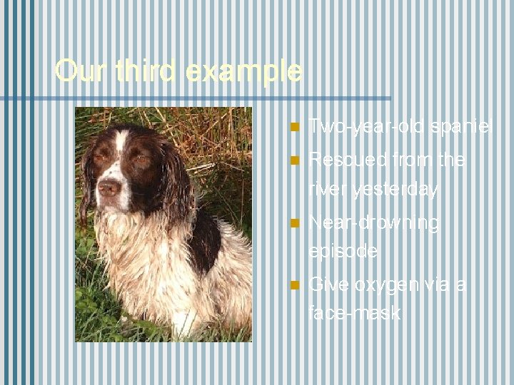 Our third example n Two-year-old spaniel n Rescued from the river yesterday n Near-drowning