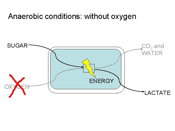 Anaerobic conditions: without oxygen SUGAR OXYGEN CO 2 and WATER ENERGY LACTATE 