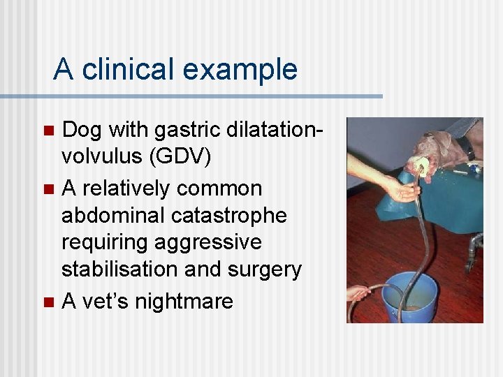 A clinical example Dog with gastric dilatationvolvulus (GDV) n A relatively common abdominal catastrophe