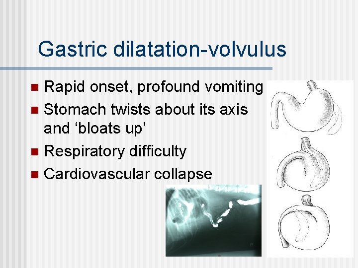 Gastric dilatation-volvulus Rapid onset, profound vomiting n Stomach twists about its axis and ‘bloats