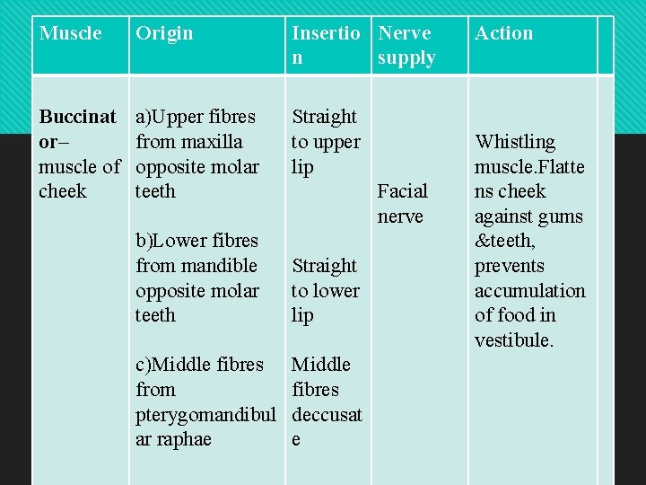 Muscle Origin Insertio Nerve n supply Buccinat or– muscle of cheek a)Upper fibres from