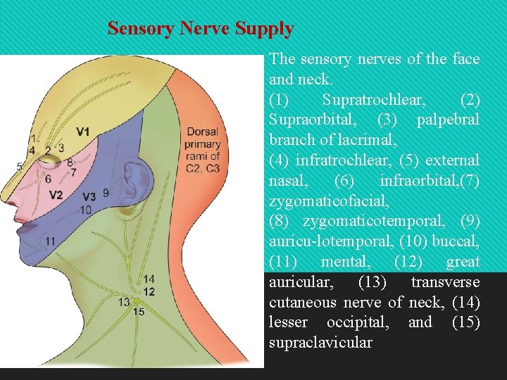 Sensory Nerve Supply The sensory nerves of the face and neck. (1) Supratrochlear, (2)