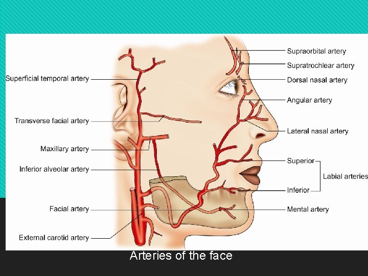 Arteries of the face 