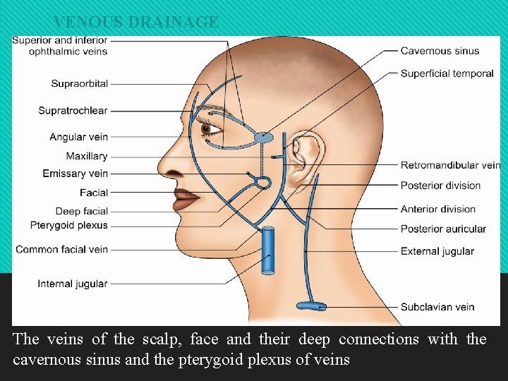 VENOUS DRAINAGE The veins of the scalp, face and their deep connections with the