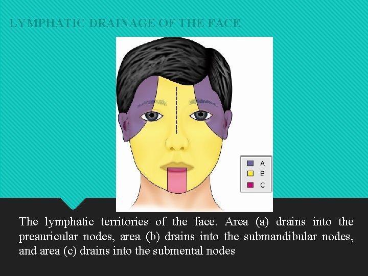LYMPHATIC DRAINAGE OF THE FACE The lymphatic territories of the face. Area (a) drains