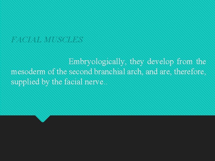 FACIAL MUSCLES Embryologically, they develop from the mesoderm of the second branchial arch, and