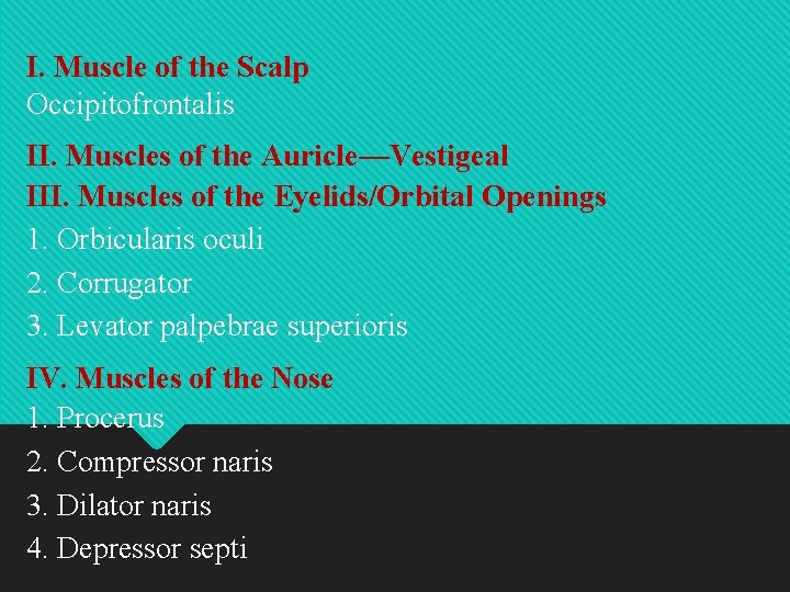 I. Muscle of the Scalp Occipitofrontalis II. Muscles of the Auricle—Vestigeal III. Muscles of