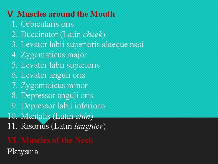 V. Muscles around the Mouth 1. Orbicularis oris 2. Buccinator (Latin cheek) 3. Levator