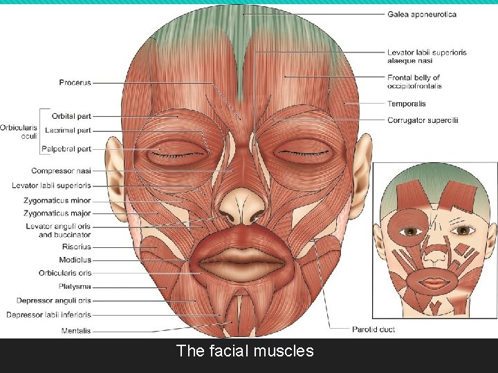 The facial muscles 