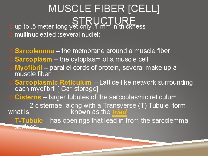 MUSCLE FIBER [CELL] STRUCTURE up to. 5 meter long yet only. 1 mm in