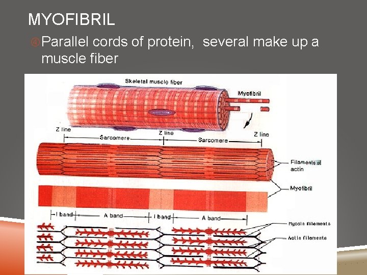 MYOFIBRIL Parallel cords of protein, several make up a muscle fiber 